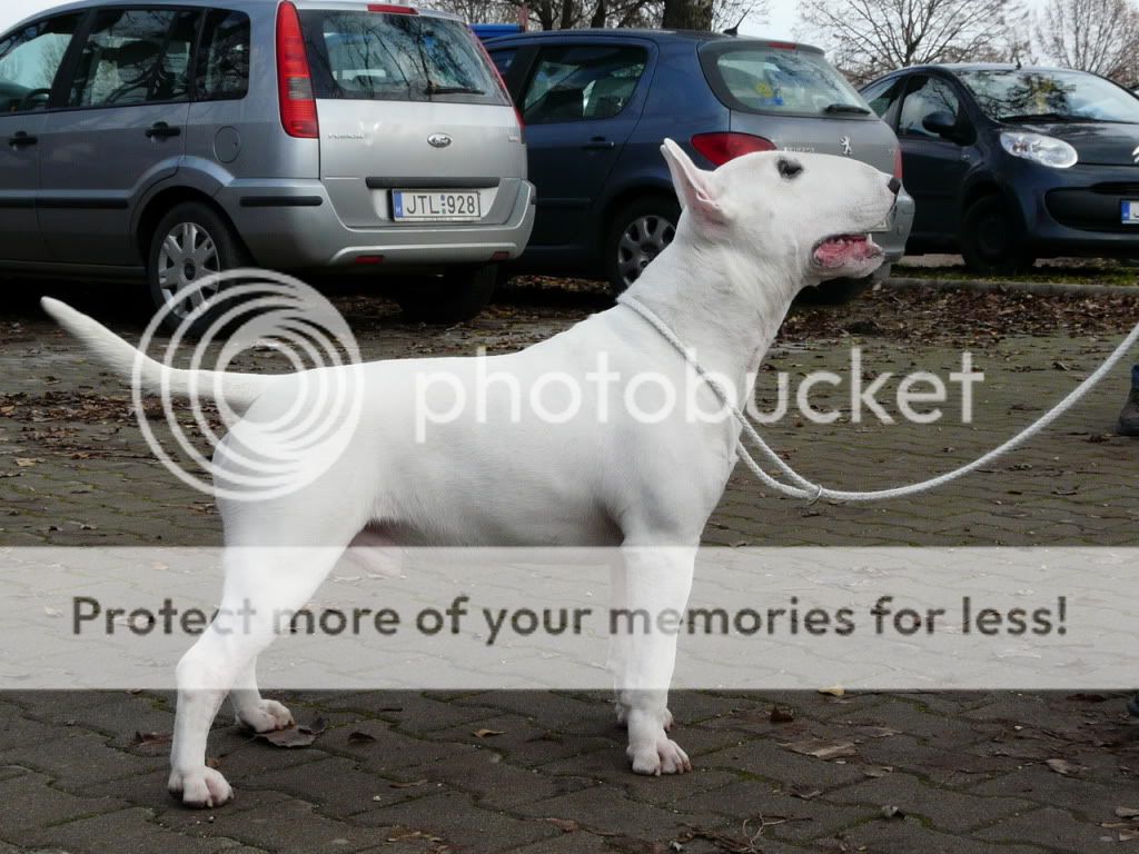 netboard.hu fórum - [kutyafajt09k] angol bullterrier